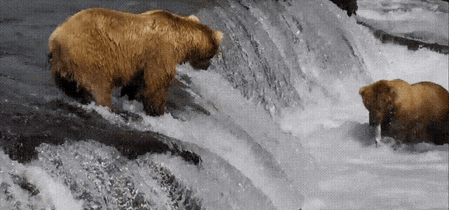 Google’s ‘Voyager’ bear cam showcase is the best reality TV