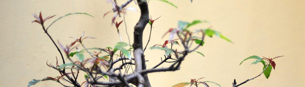 Nadzlin’s Chronicles