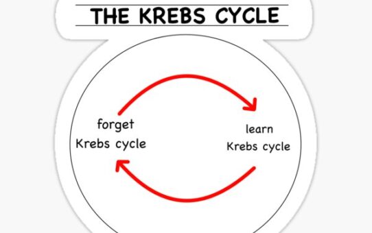 Kreb's Cycle