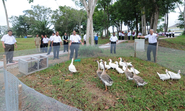 Released the rabbits, ducks and birds at UTM’s Lake February 13th 2012